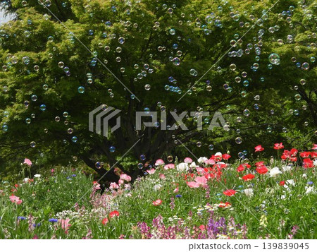花田裡漂浮著肥皂泡 花田裡漂浮著肥皂泡 139839045