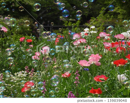 花田裡漂浮著肥皂泡 139839048