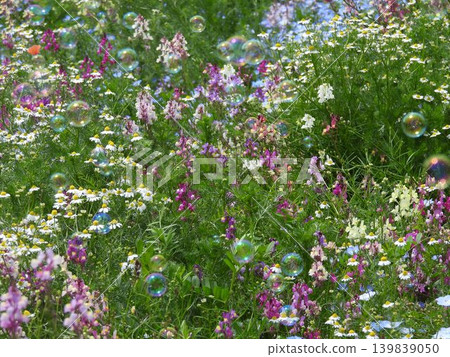 花田裡漂浮著肥皂泡 139839050