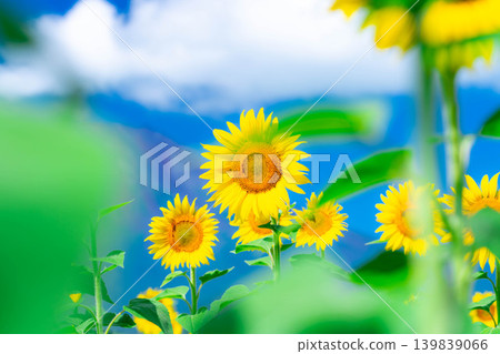 [Floral Material] Sunflowers and a refreshing summer blue sky at Yamanakako Flower Park [Yamanashi Prefecture] 139839066