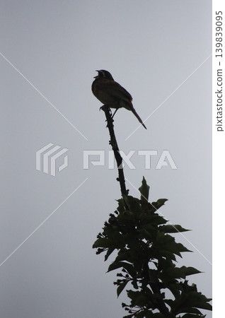 鳥兒在剪影中鳴唱 鳥兒在剪影中鳴唱 139839095
