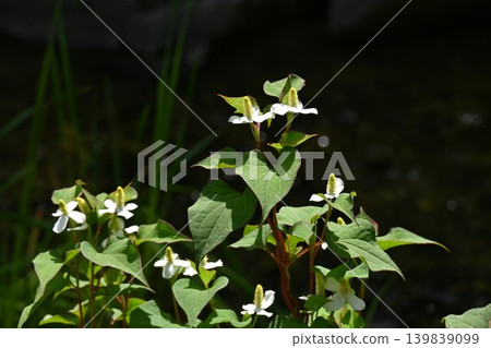 Houttuynia cordata flowers and buds Houttuynia cordata flowers and buds 139839099