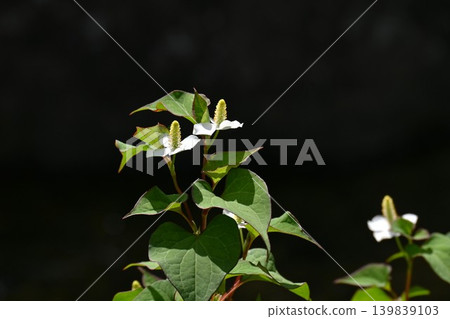 Houttuynia cordata flowers and buds Houttuynia cordata flowers and buds 139839103