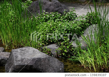 Houttuynia cordata flowers and buds Houttuynia cordata flowers and buds 139839107