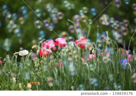 Soap bubbles floating in a flower field 139839176