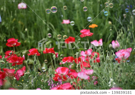 Soap bubbles floating in a flower field 139839181
