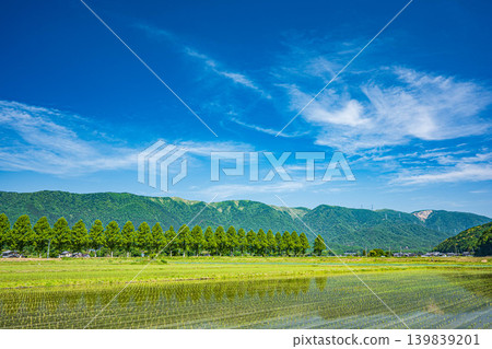 奧琵琶湖寧靜的鄉村景色:滋賀縣高島市,千奈川兩岸生長著水杉樹。 奧琵琶湖寧靜的鄉村景色:滋賀縣高島市,千奈川兩岸生長著水杉樹。 139839201