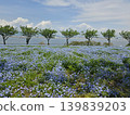 Osaka Maishima Seaside Park Nemophila Festival 139839203