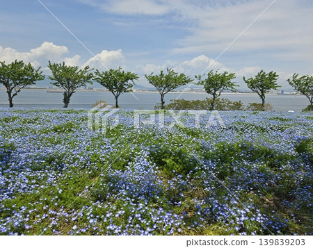 大阪舞洲海濱公園粉蝶節 大阪舞洲海濱公園粉蝶節 139839203