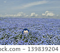 Osaka Maishima Seaside Park Nemophila Festival 139839204