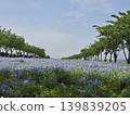 Osaka Maishima Seaside Park Nemophila Festival 139839205