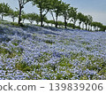 Osaka Maishima Seaside Park Nemophila Festival 139839206
