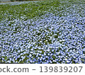 Osaka Maishima Seaside Park Nemophila Festival 139839207