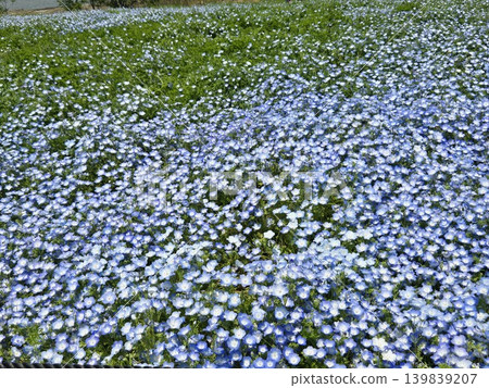 Osaka Maishima Seaside Park Nemophila Festival Osaka Maishima Seaside Park Nemophila Festival 139839207