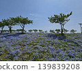 Osaka Maishima Seaside Park Nemophila Festival 139839208