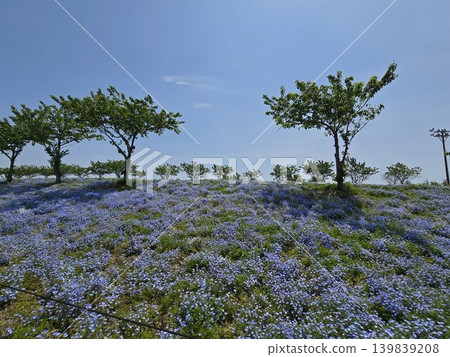 Osaka Maishima Seaside Park Nemophila Festival Osaka Maishima Seaside Park Nemophila Festival 139839208