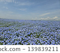 Osaka Maishima Seaside Park Nemophila Festival 139839211