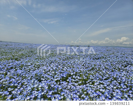 Osaka Maishima Seaside Park Nemophila Festival Osaka Maishima Seaside Park Nemophila Festival 139839211