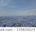 Osaka Maishima Seaside Park Nemophila Festival 139839223