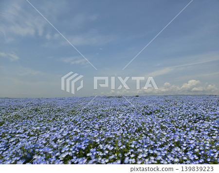 Osaka Maishima Seaside Park Nemophila Festival Osaka Maishima Seaside Park Nemophila Festival 139839223