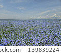 Osaka Maishima Seaside Park Nemophila Festival 139839224