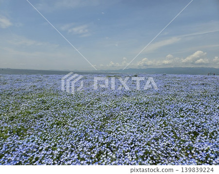 Osaka Maishima Seaside Park Nemophila Festival Osaka Maishima Seaside Park Nemophila Festival 139839224