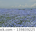 Osaka Maishima Seaside Park Nemophila Festival 139839225