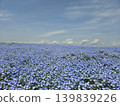 Osaka Maishima Seaside Park Nemophila Festival 139839226