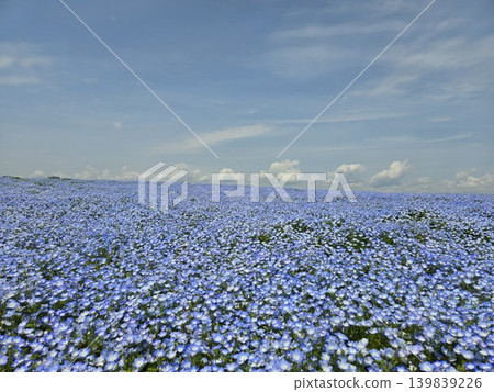 Osaka Maishima Seaside Park Nemophila Festival Osaka Maishima Seaside Park Nemophila Festival 139839226