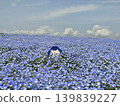 Osaka Maishima Seaside Park Nemophila Festival 139839227