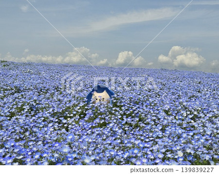 Osaka Maishima Seaside Park Nemophila Festival Osaka Maishima Seaside Park Nemophila Festival 139839227