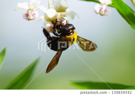 一隻亮黃色的大黃蜂正在白色花朵上吸食花蜜。 139839342