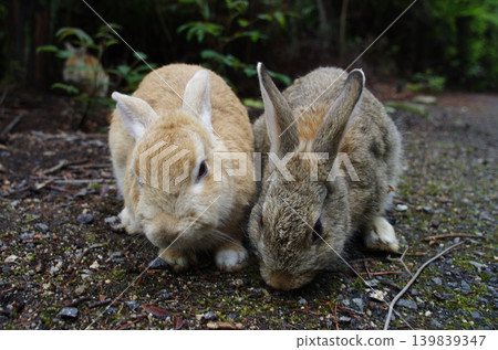 Two rabbits facing this way Two rabbits facing this way 139839347