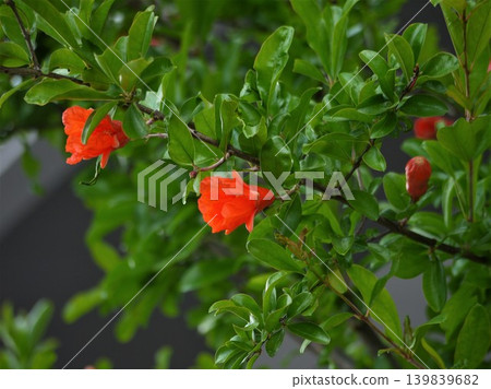 石榴紅色的花朵 石榴紅色的花朵 139839682