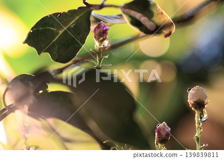The sparkle of tiny buds covered in morning dew The sparkle of tiny buds covered in morning dew 139839811