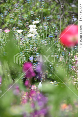 Soap bubbles floating in a flower field Soap bubbles floating in a flower field 139839827