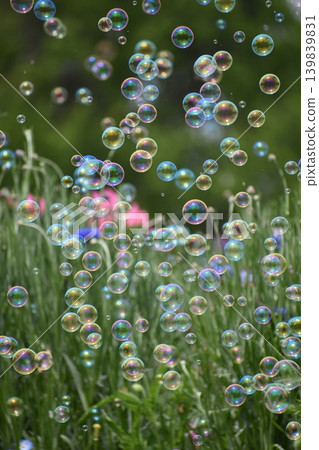 Soap bubbles floating in a flower field Soap bubbles floating in a flower field 139839831