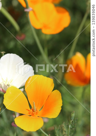 Yellow and white California poppies in full bloom Yellow and white California poppies in full bloom 139839846