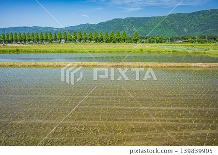 A tranquil rural landscape of Oku-Biwako: Metasequoia trees lining the Chinai River, Takashima City, Shiga Prefecture A tranquil rural landscape of Oku-Biwako: Metasequoia trees lining the Chinai River, Takashima City, Shiga Prefecture 139839905
