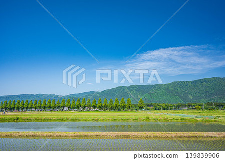 奧琵琶湖寧靜的鄉村景色:滋賀縣高島市,千奈川兩岸生長著水杉樹。 奧琵琶湖寧靜的鄉村景色:滋賀縣高島市,千奈川兩岸生長著水杉樹。 139839906