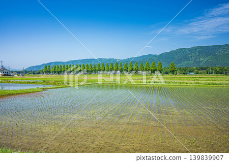 奧琵琶湖寧靜的鄉村景色：滋賀縣高島市，千奈川兩岸生長著水杉樹。 139839907
