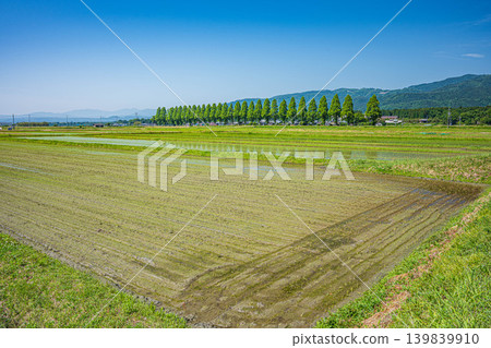 A tranquil rural landscape of Oku-Biwako: Metasequoia trees lining the Chinai River, Takashima City, Shiga Prefecture 139839910