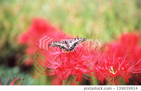 Spider lilies and butterflies blooming in a field Spider lilies and butterflies blooming in a field 139839914