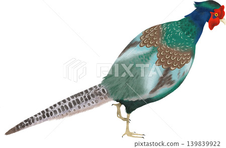 Hand-drawn style illustration of a pheasant from behind. Hand-drawn style illustration of a pheasant from behind. 139839922