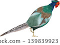 Vector illustration of a pheasant from behind. 139839923