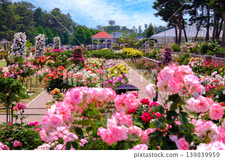 七彩玫瑰園 七彩玫瑰園 139839959