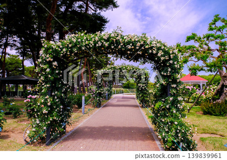 A path with an arch of white roses A path with an arch of white roses 139839961