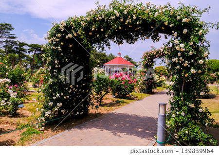 Rose arch and gazebo 139839964