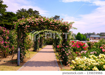 A walkway with a rose arch A walkway with a rose arch 139839966