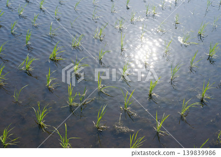 水稻種植後的稻田 水稻種植後的稻田 139839986